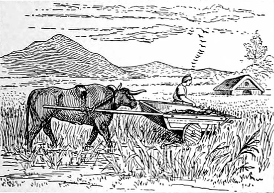 Celtic combine-harvester pushed by oxen, in Gaul