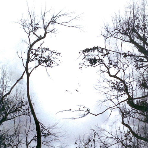 Seeing faces in the trees